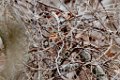 Fox Sparrow